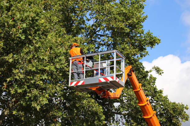 Best Tree Mulching  in Ballenger Creek, MD